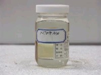 大鰭蟲鰻藏品圖，第1張